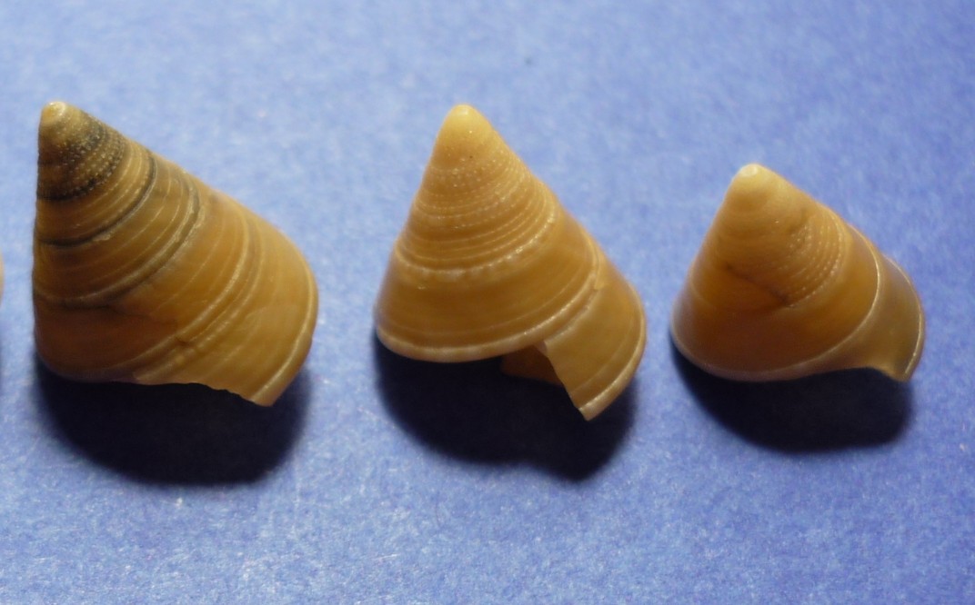 Calliostoma planatum(dubium)?